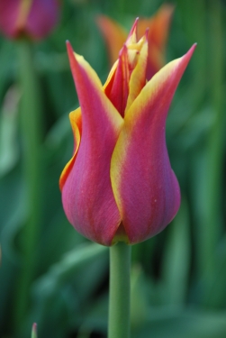 Tulp Sonnet